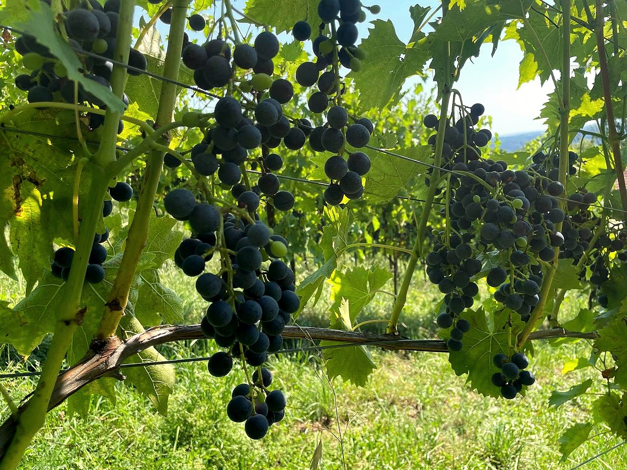 Blauer Wildbacher im Weinberg